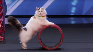 I'm Inspired By These Incredibly Agile Circus-Performing Cats<em></em>